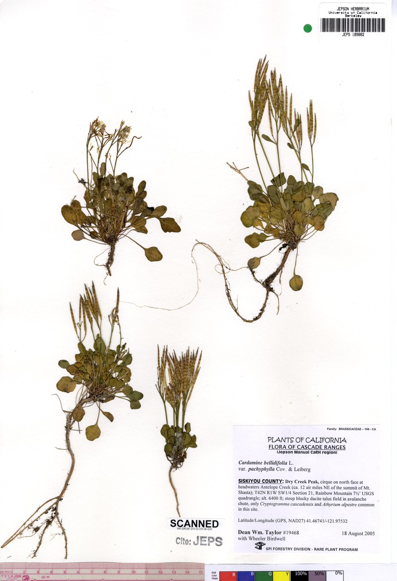 Cardamine pachyphylla photo 3
