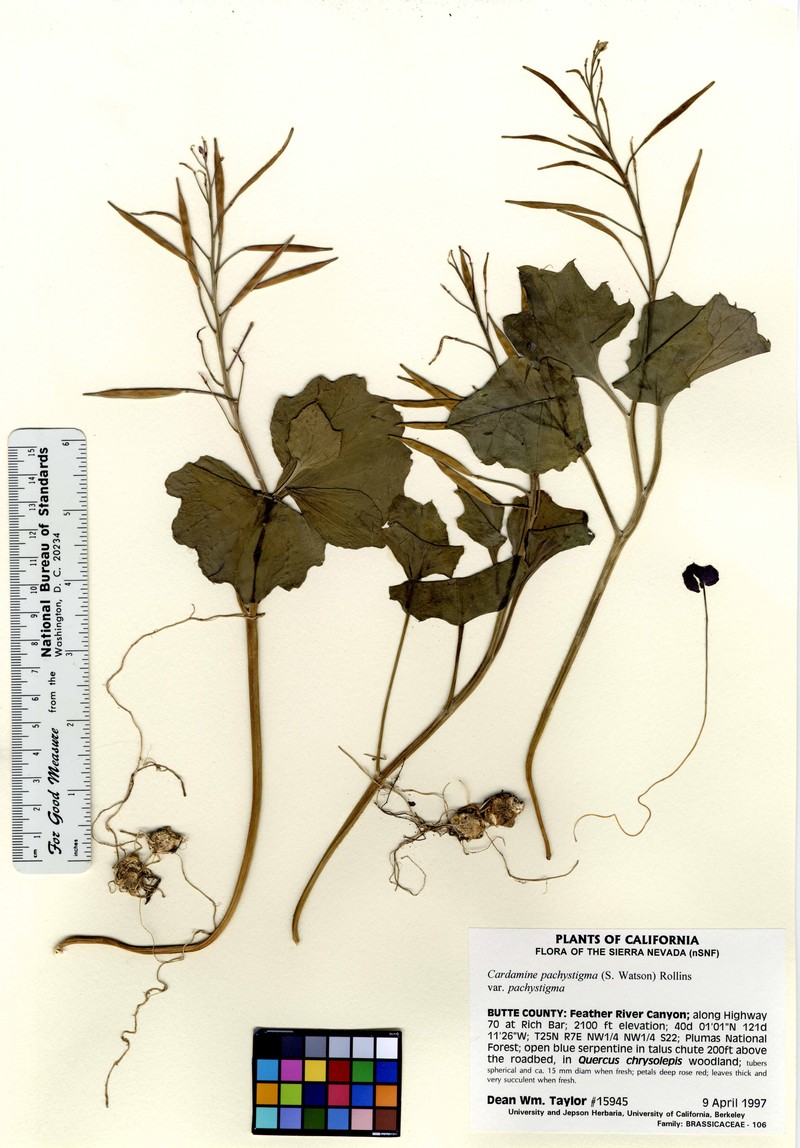 Serpentine Bittercress