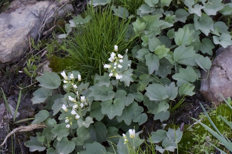 Serpentine Bittercress photo 2