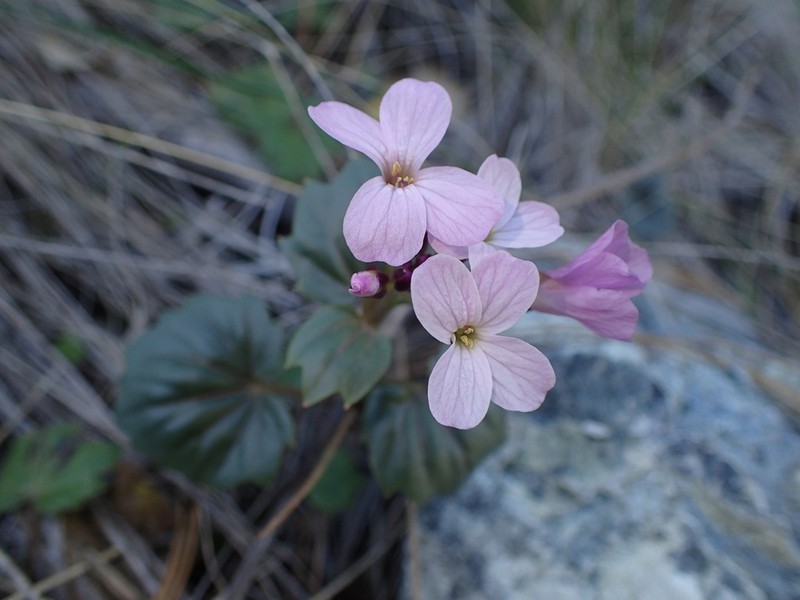 Serpentine Bittercress photo 3