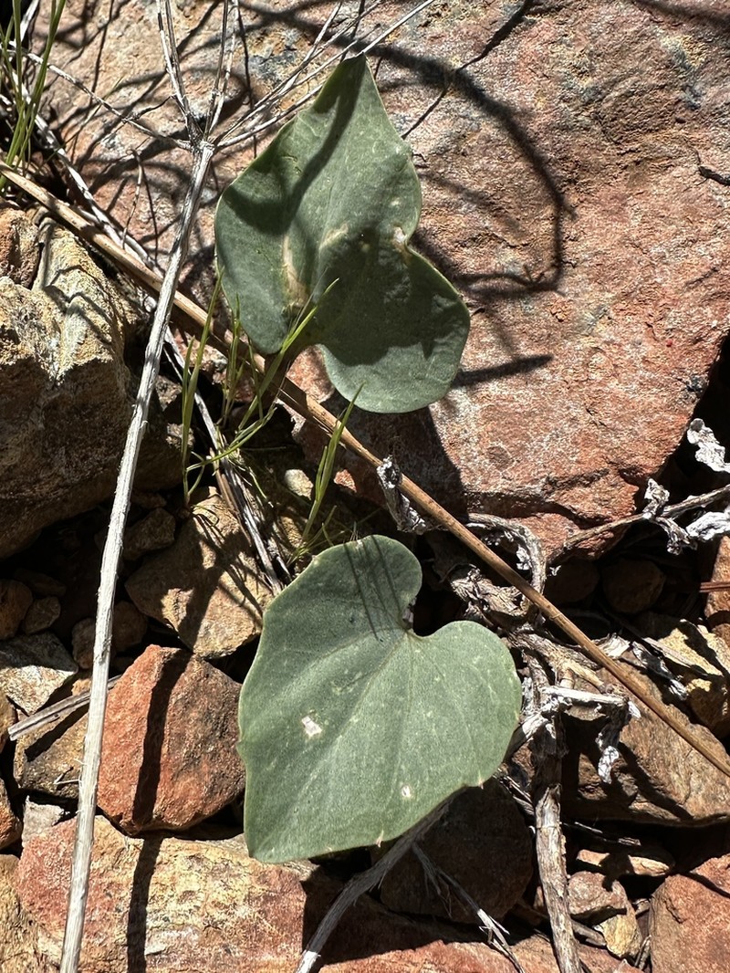 Serpentine Bittercress photo 5