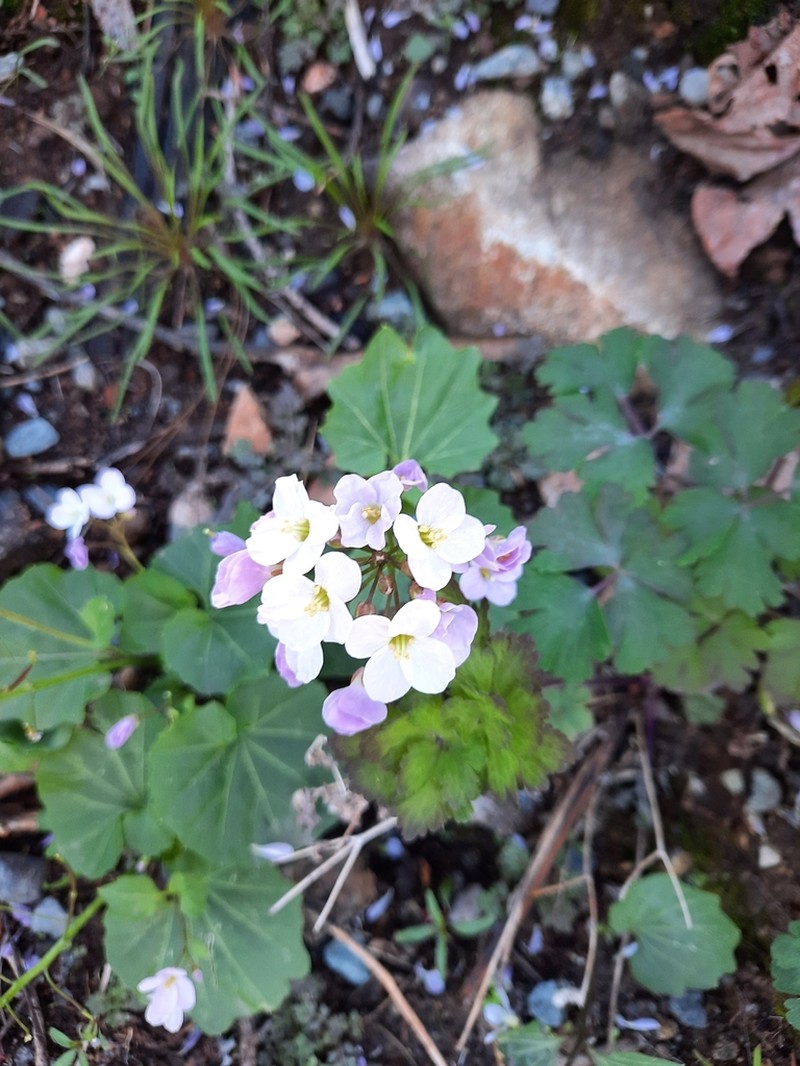 Serpentine Bittercress photo 7