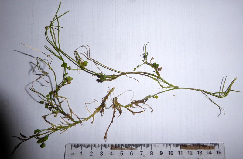 Cardamine panatohea photo 3