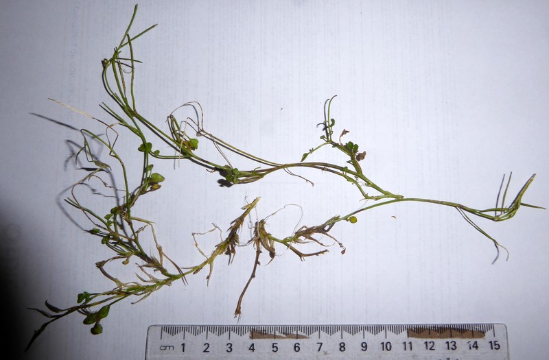 Cardamine panatohea photo 4