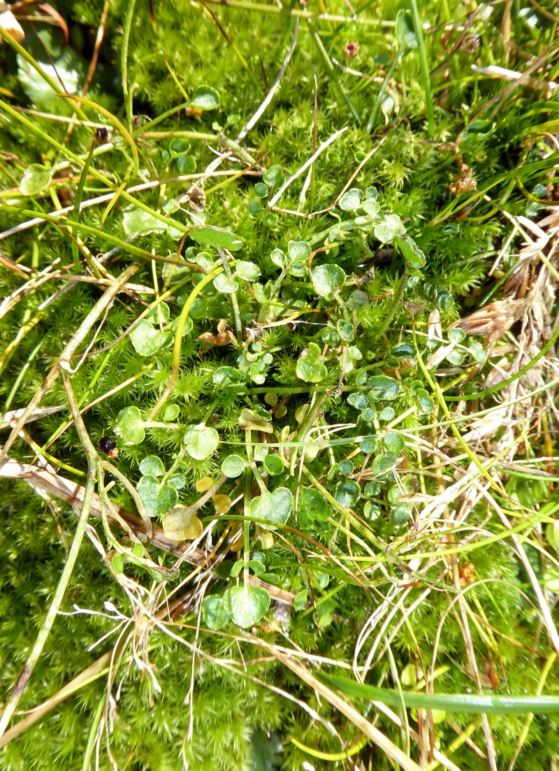 Cardamine panatohea photo 6