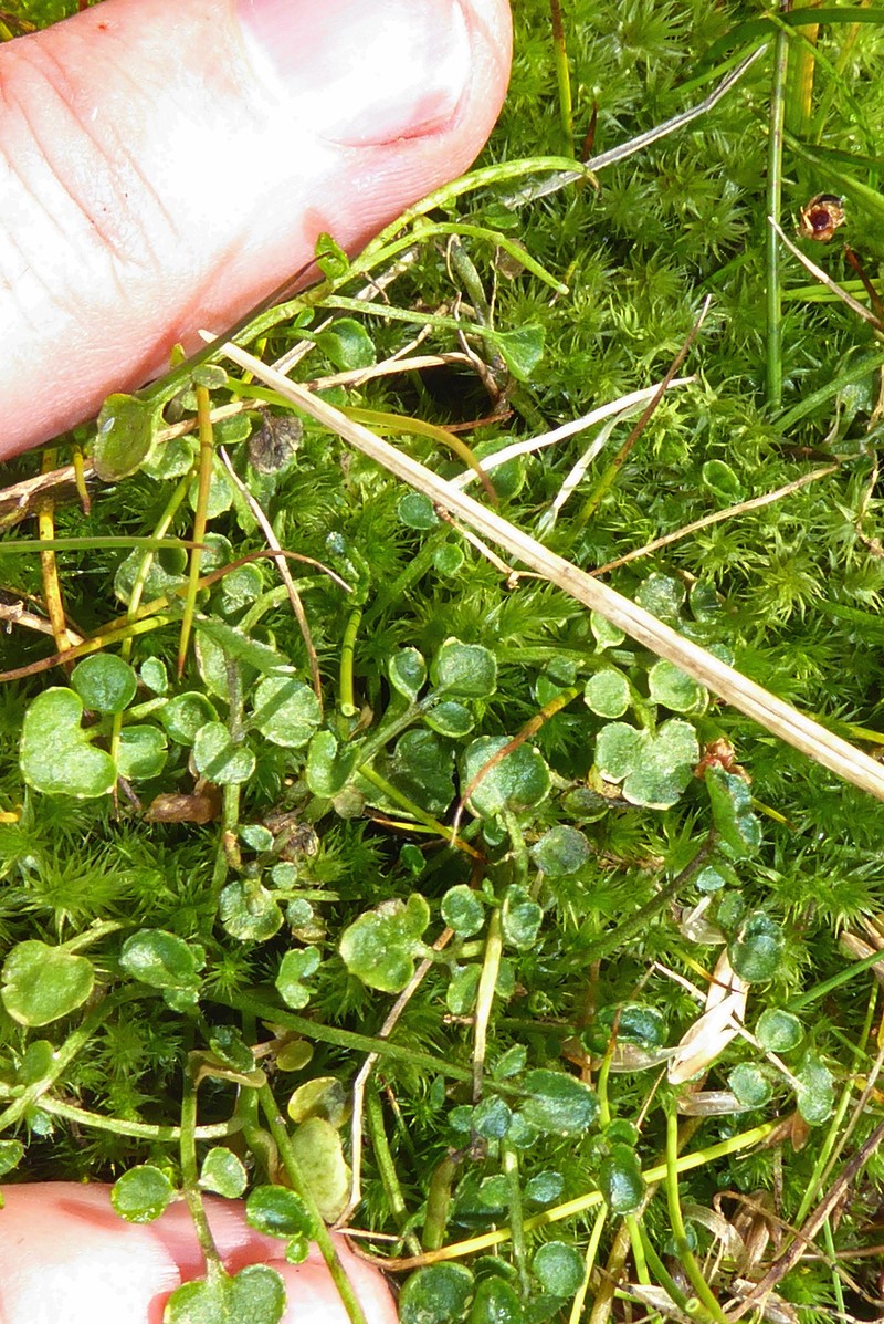 Cardamine panatohea photo 7