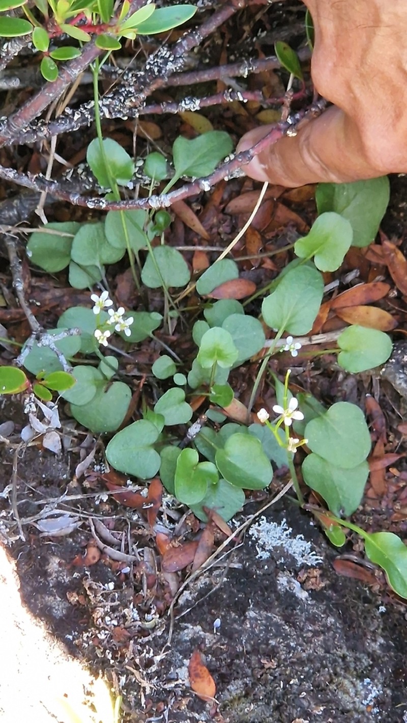 Cardamine papillata photo 2