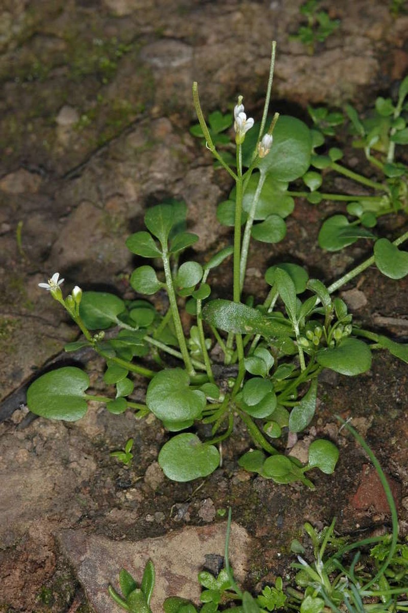 Cardamine papillata photo 3