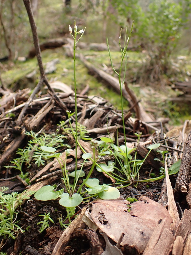 Cardamine papillata photo 4