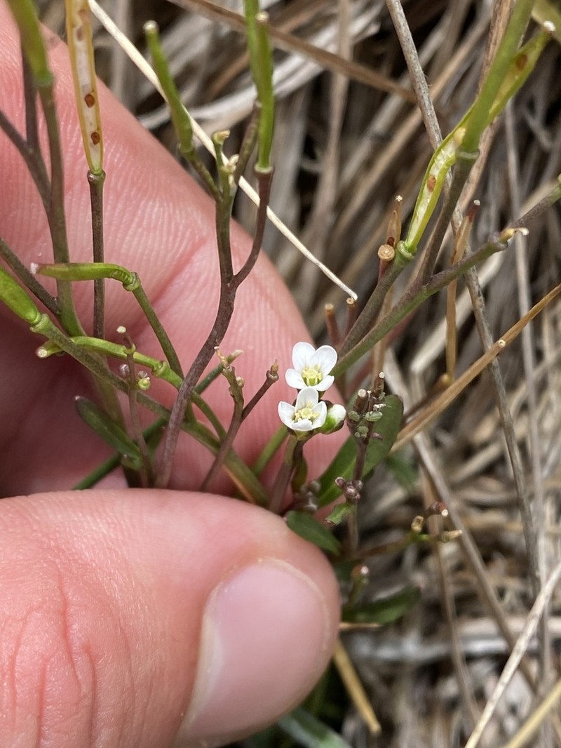 Cardamine papillata photo 5