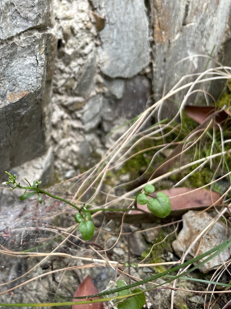 Cardamine papillata photo 6