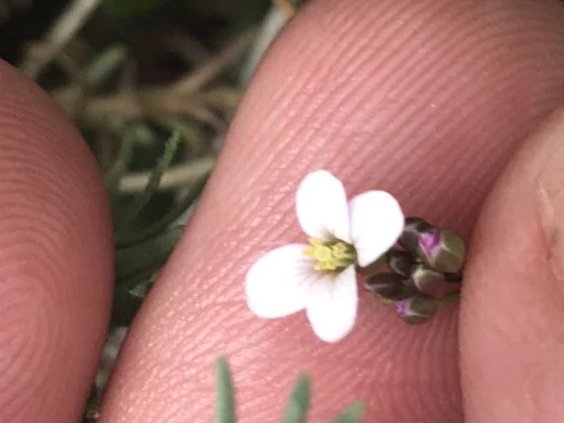 Cardamine papillata photo 7