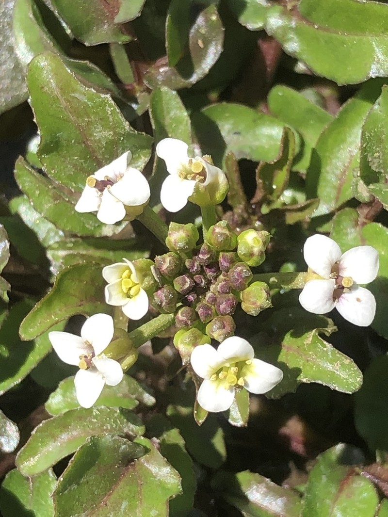 Cardamine papillata photo 8