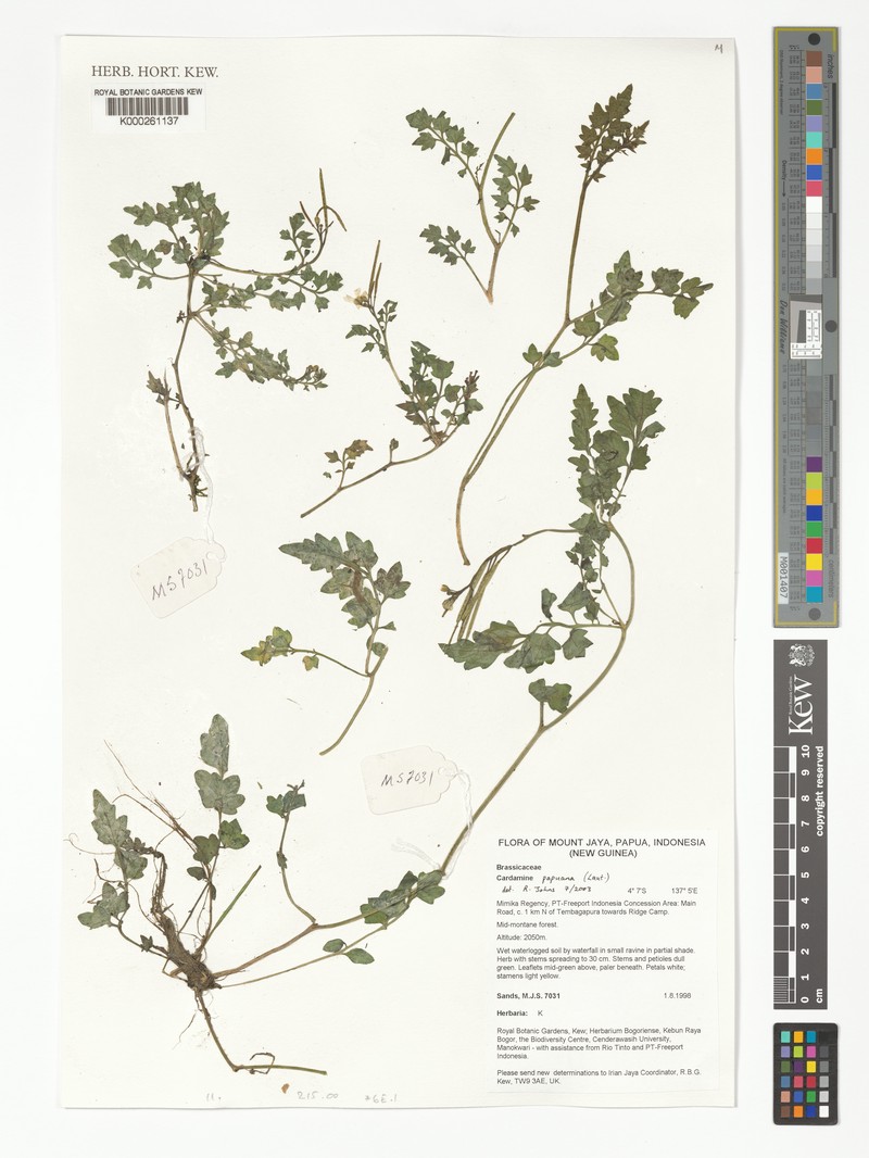 Cardamine papuana photo 2
