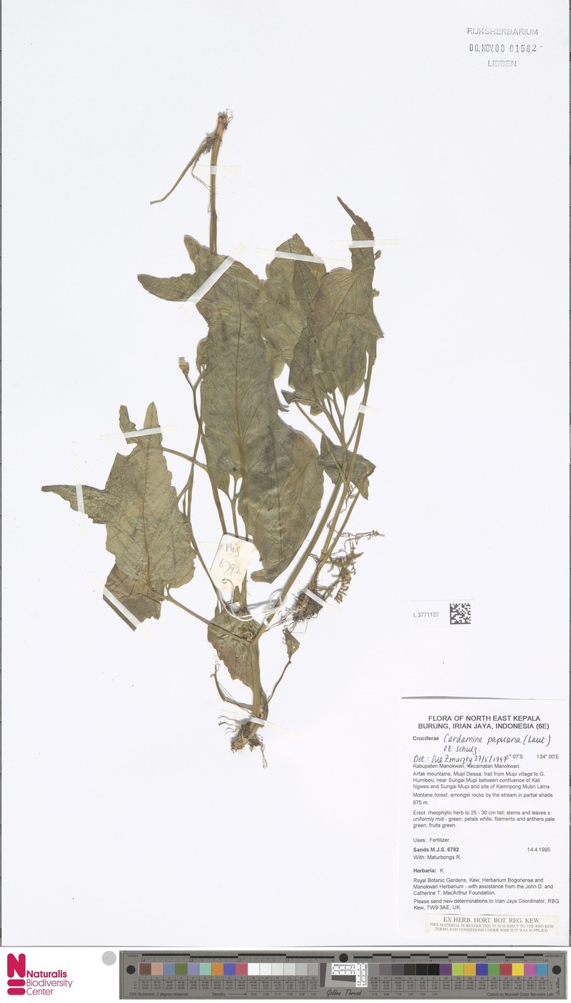 Cardamine papuana photo 3