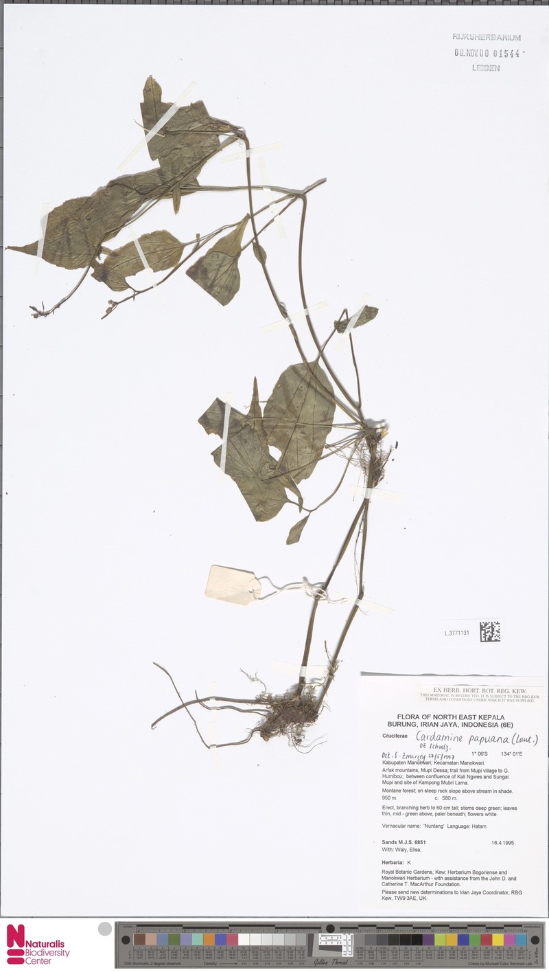 Cardamine papuana photo 4