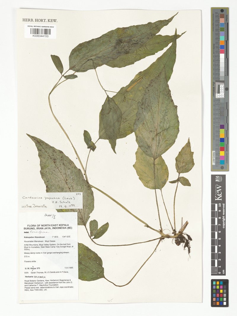Cardamine papuana photo 5