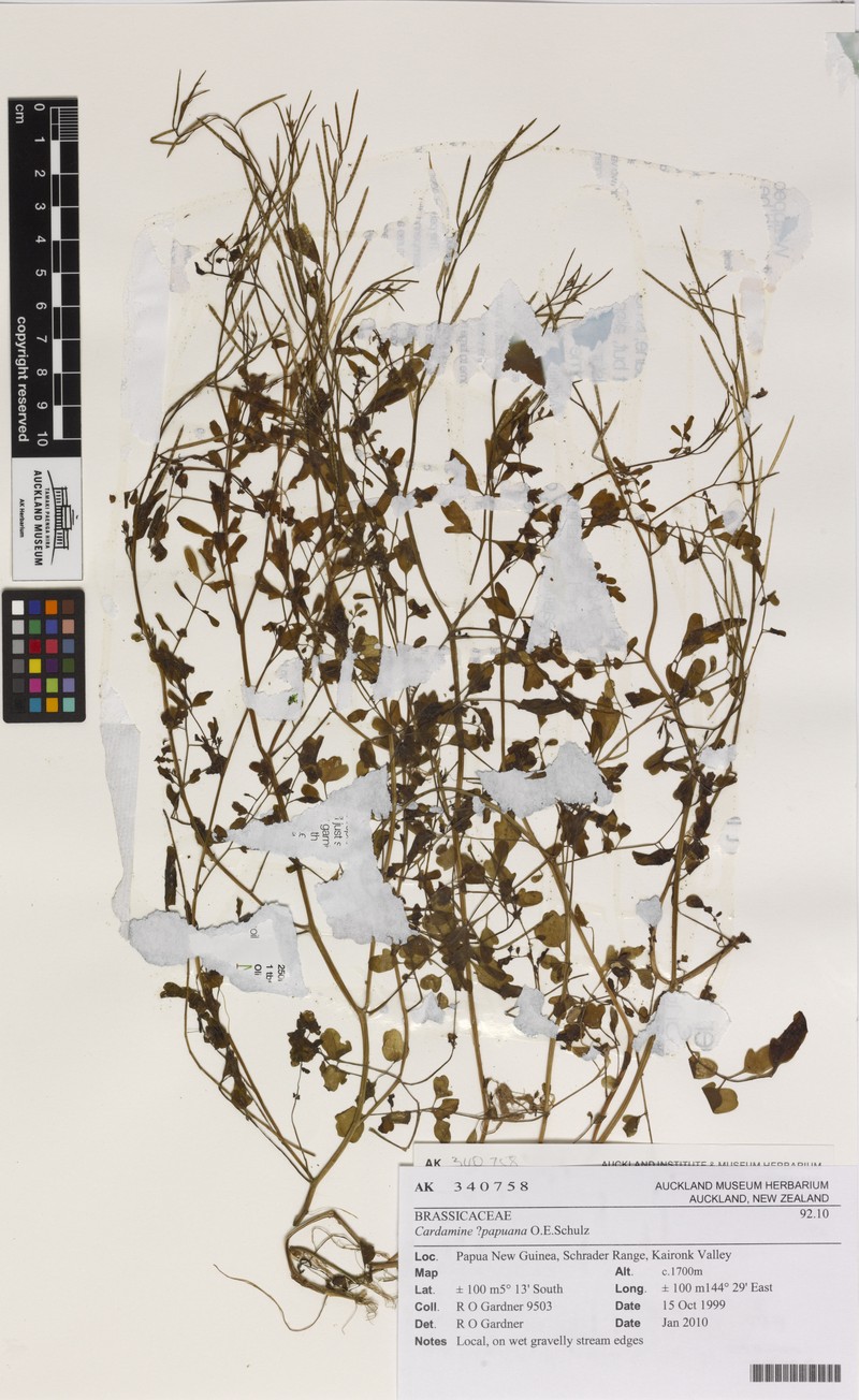 Cardamine papuana
