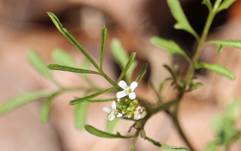 Sand Bittercress photo 2
