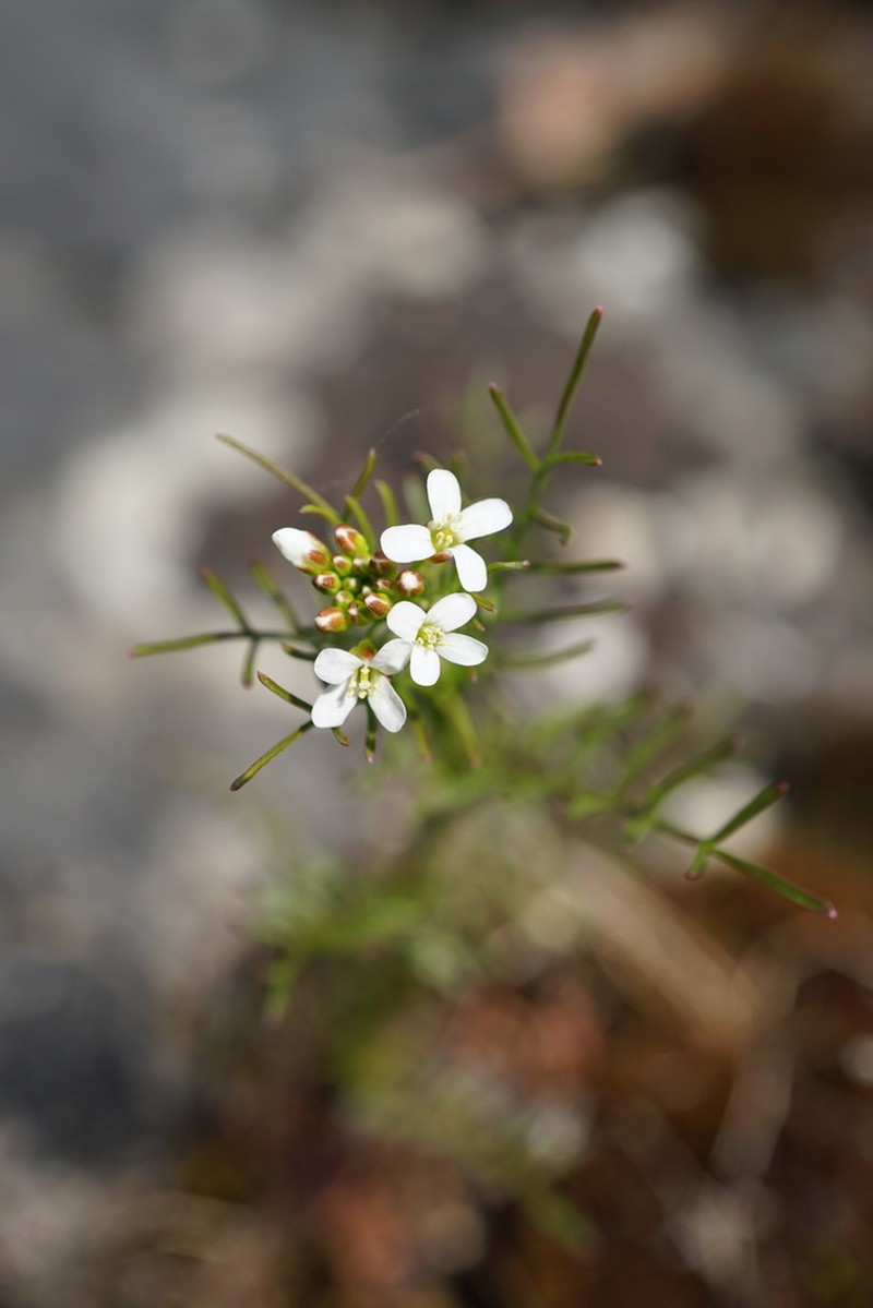 Sand Bittercress photo 3