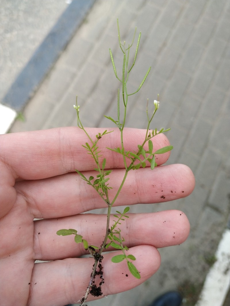 Sand Bittercress photo 5