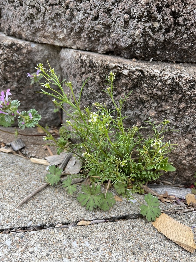 Sand Bittercress photo 6