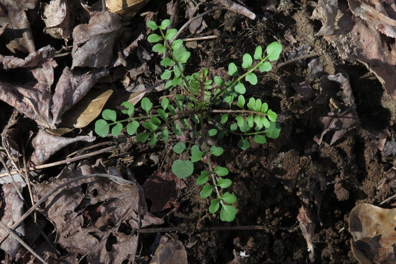 Sand Bittercress photo 7