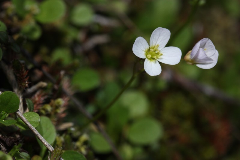 Saddle Mountain Bittercress