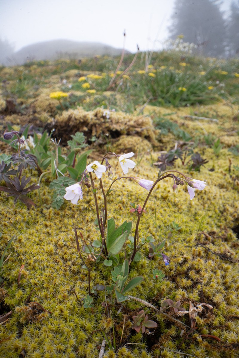 Saddle Mountain Bittercress
