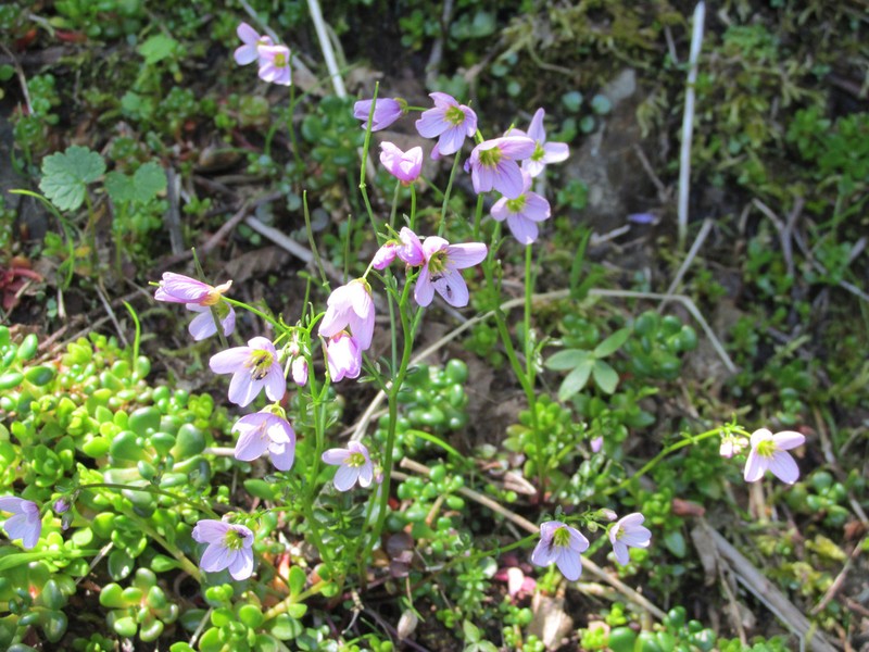 Saddle Mountain Bittercress photo 2