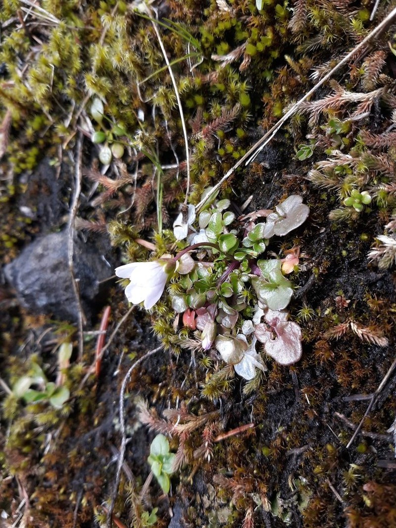 Saddle Mountain Bittercress photo 3