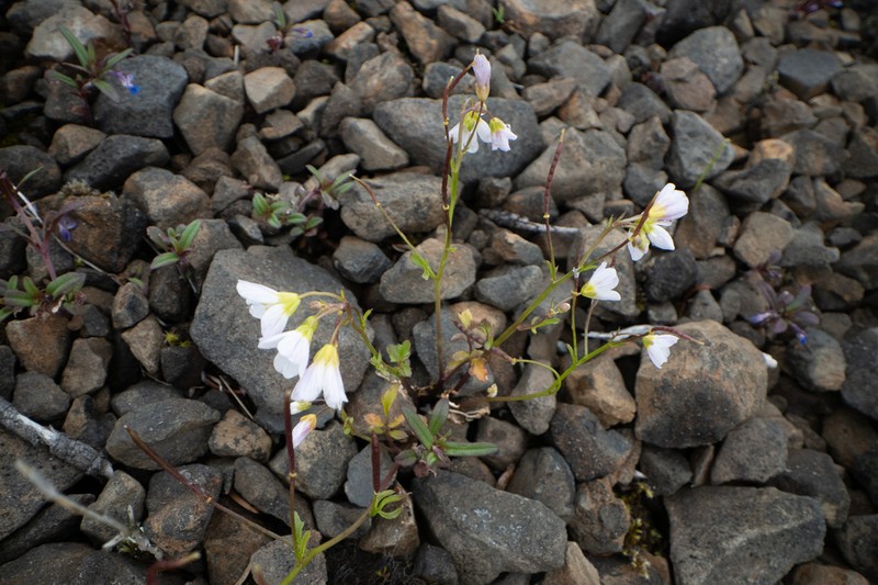 Saddle Mountain Bittercress photo 5
