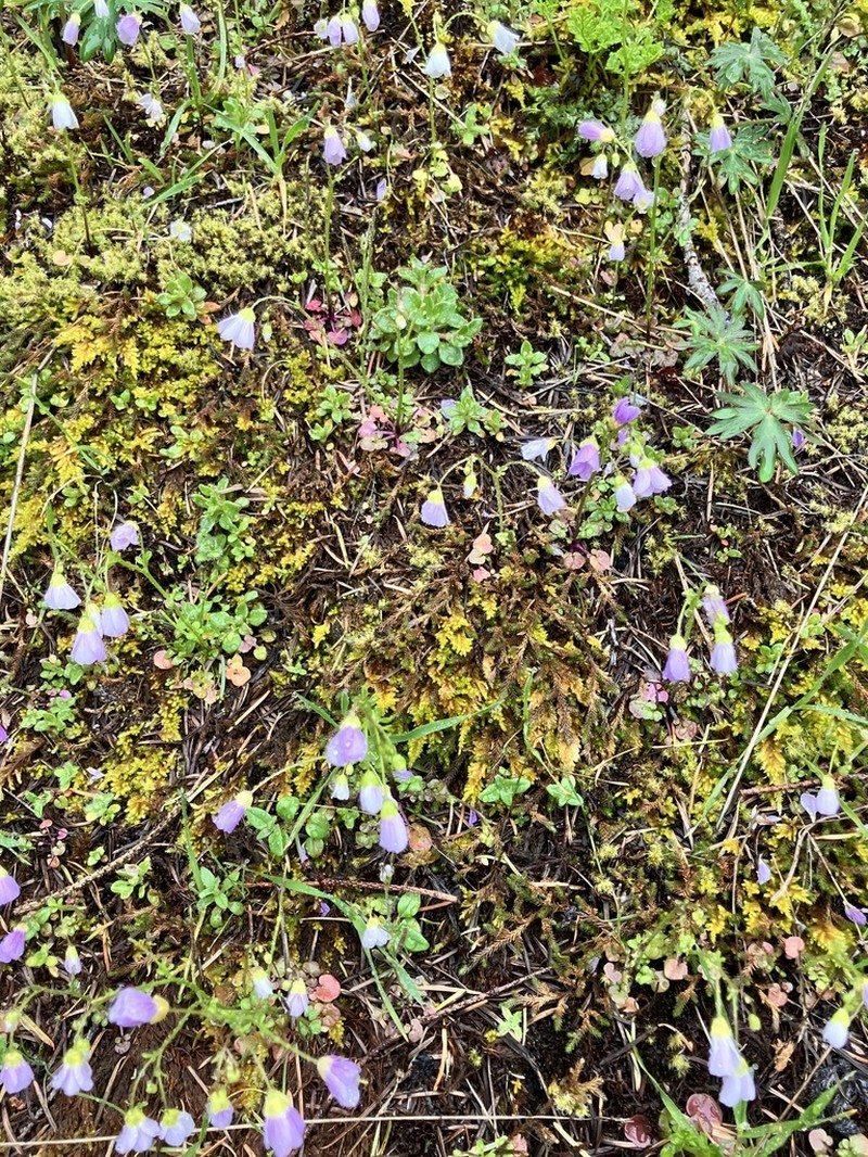 Saddle Mountain Bittercress photo 6