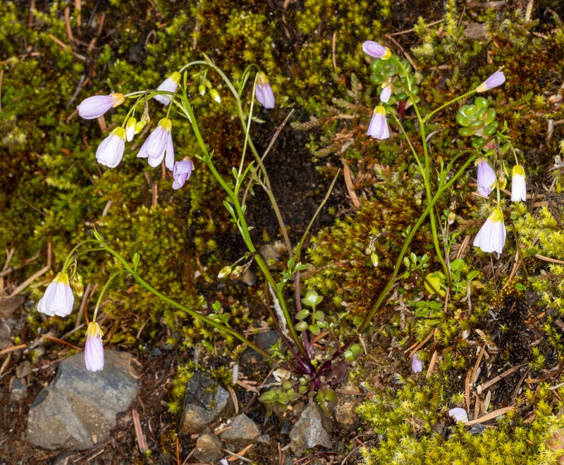 Saddle Mountain Bittercress photo 7