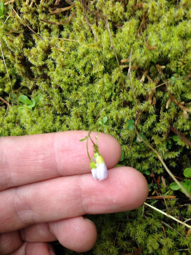 Saddle Mountain Bittercress photo 8