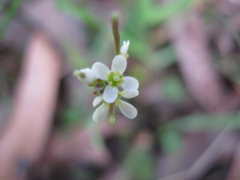Cardamine paucijuga