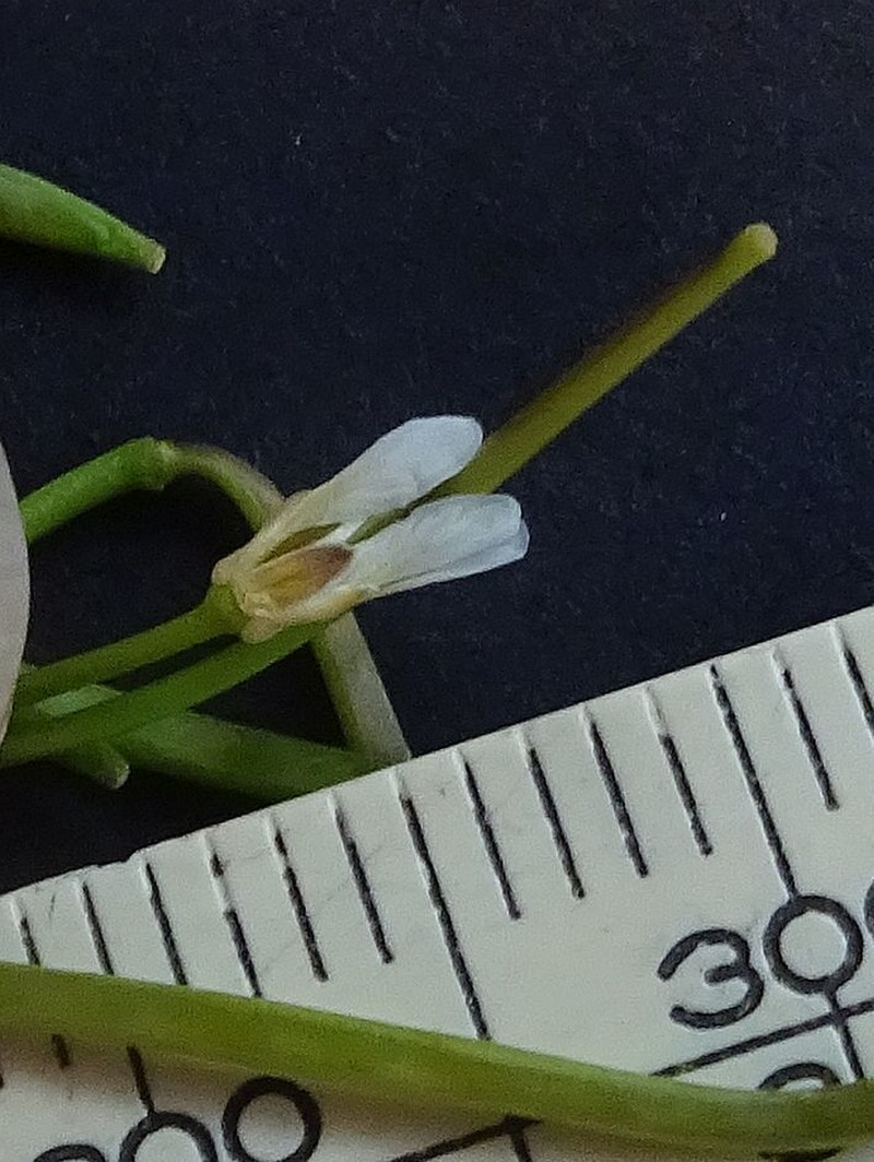 Cardamine paucijuga photo 2