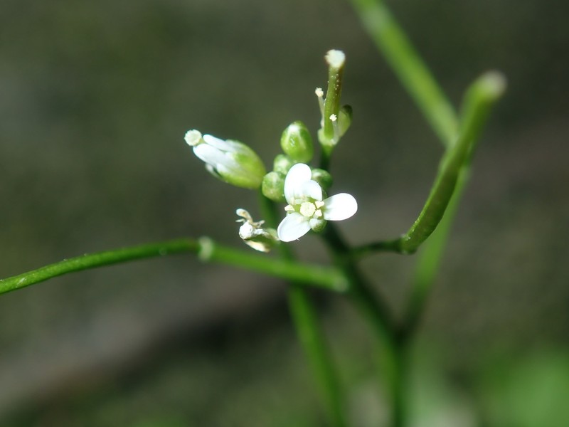 Cardamine paucijuga photo 3