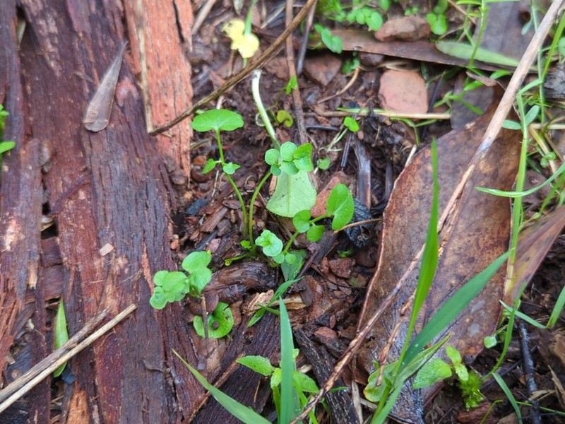 Cardamine paucijuga photo 4