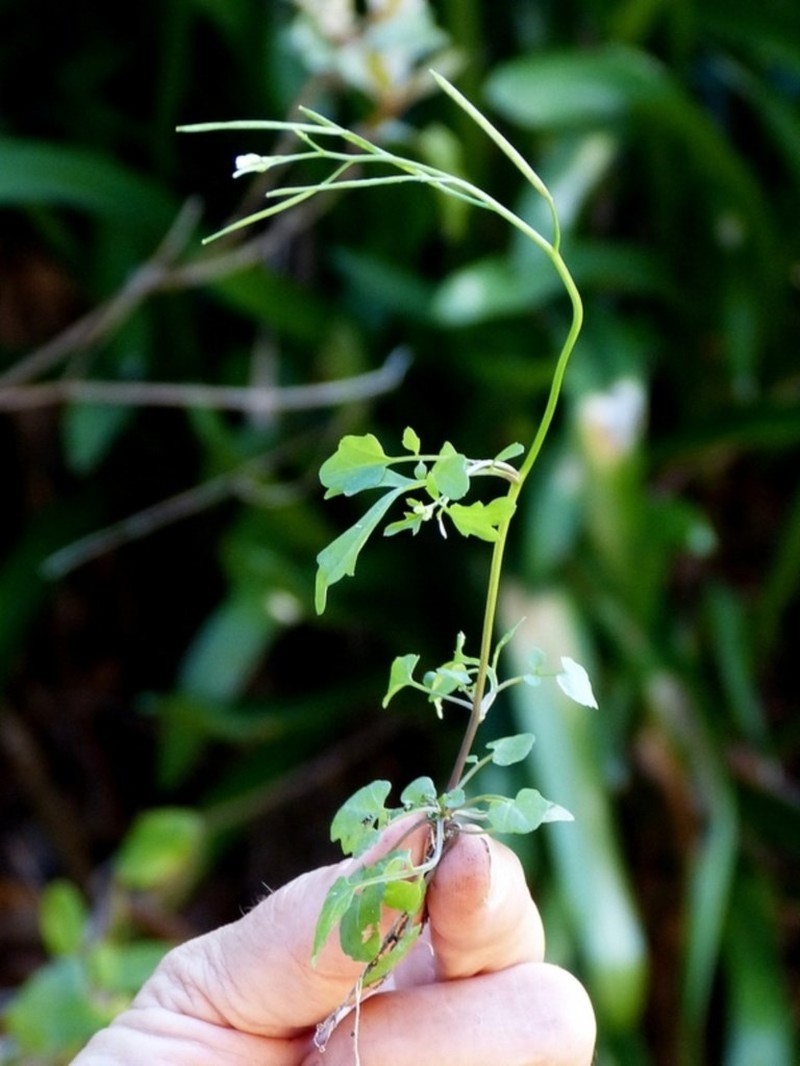 Cardamine paucijuga photo 5
