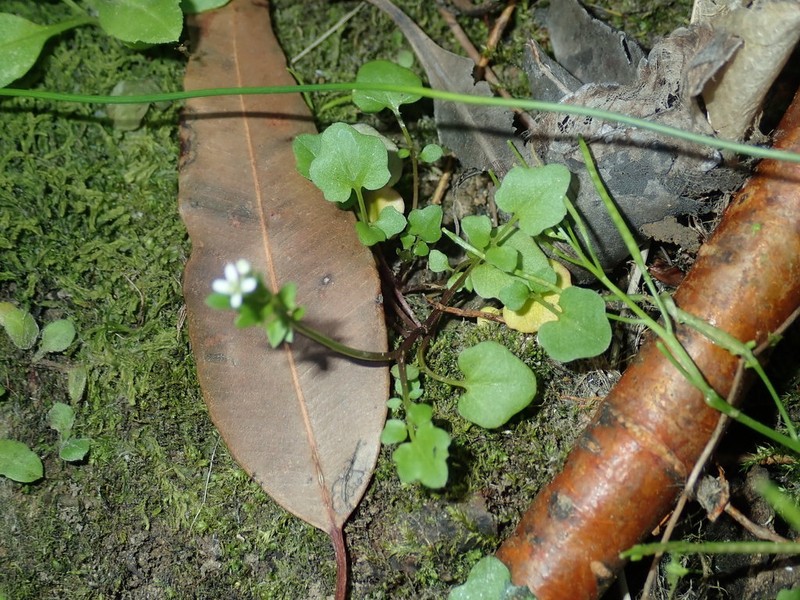 Cardamine paucijuga photo 6