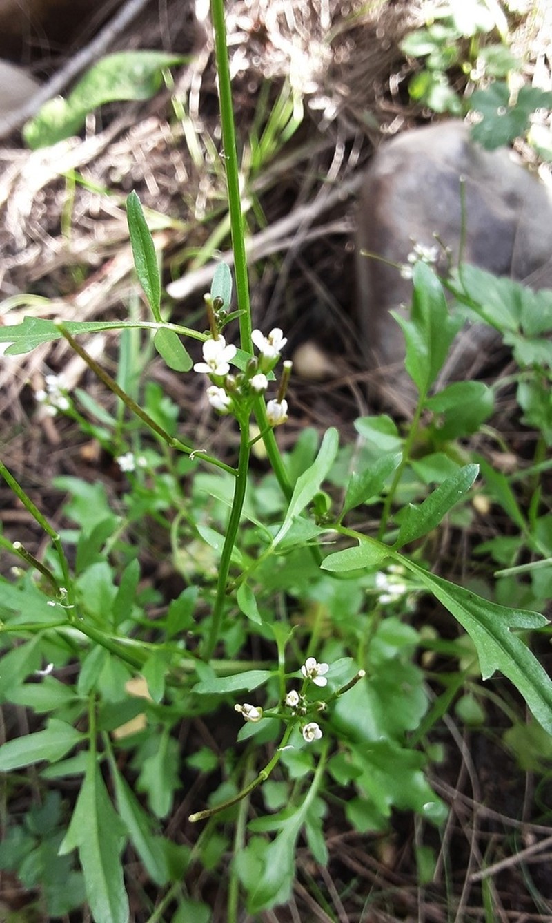 Cardamine paucijuga photo 7