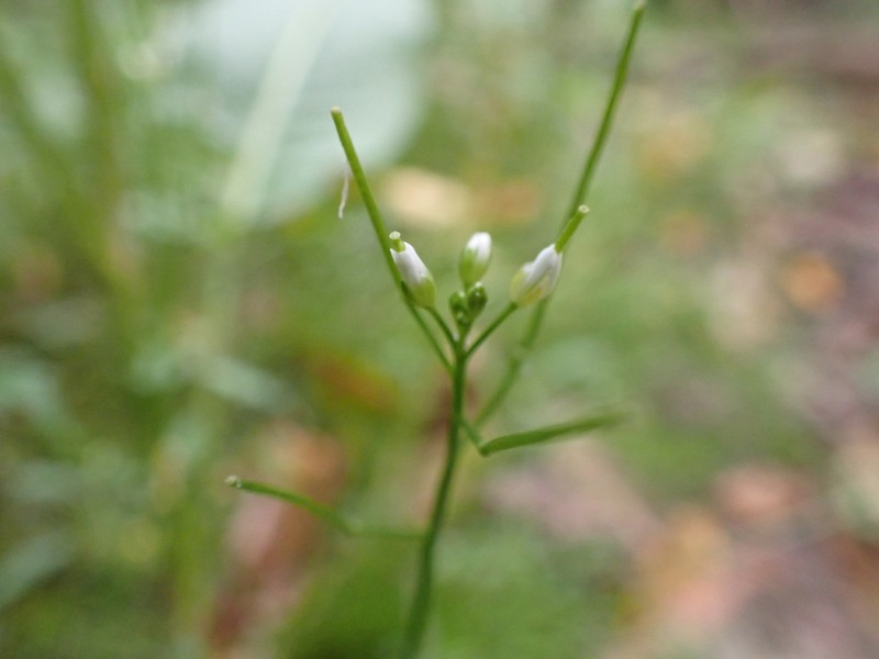 Cardamine paucijuga photo 8
