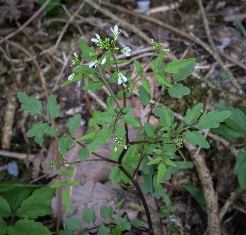Cardamine pectinata photo 2
