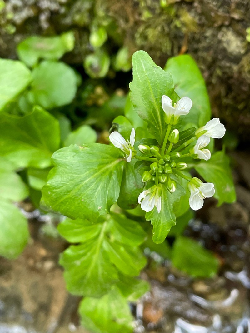 Cardamine pectinata photo 3