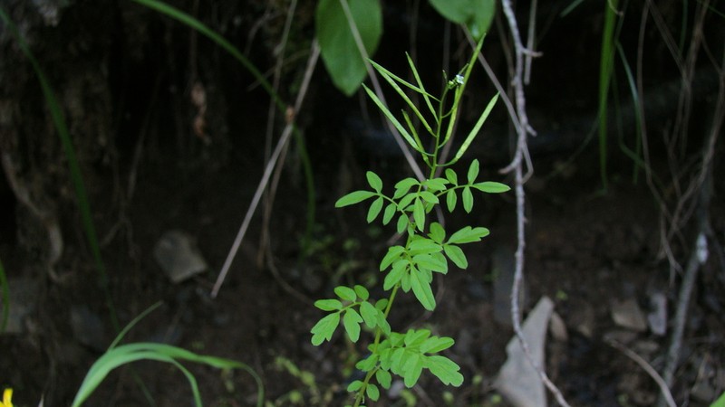 Cardamine pectinata photo 4
