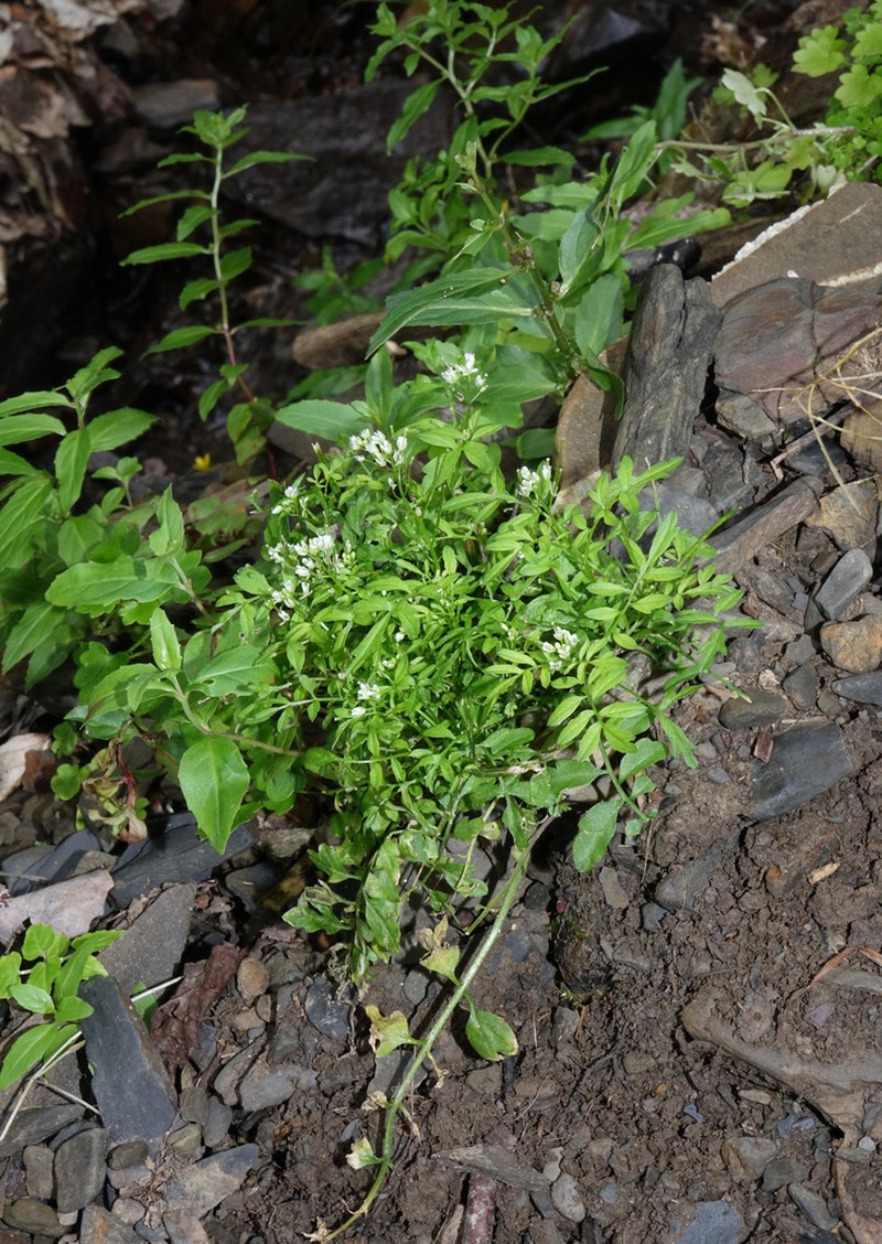 Cardamine pectinata photo 5