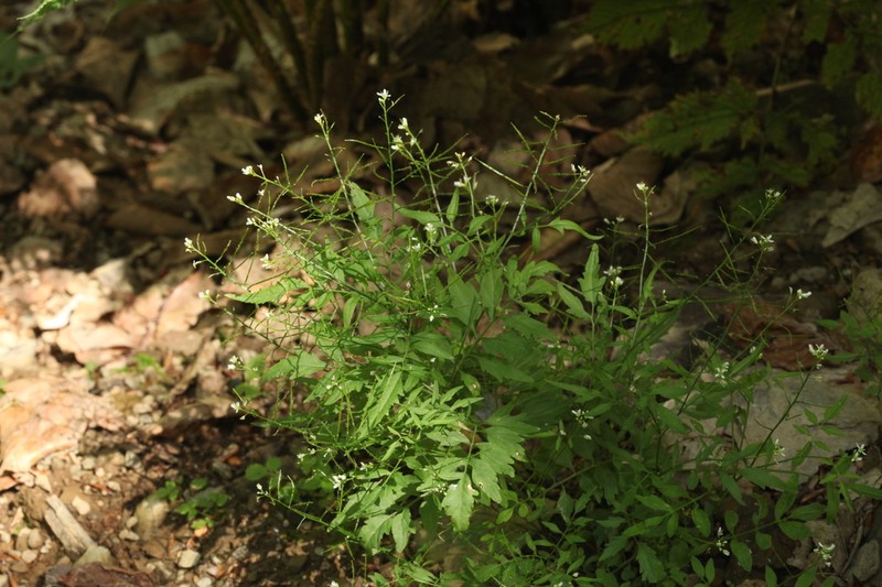 Cardamine pectinata photo 6