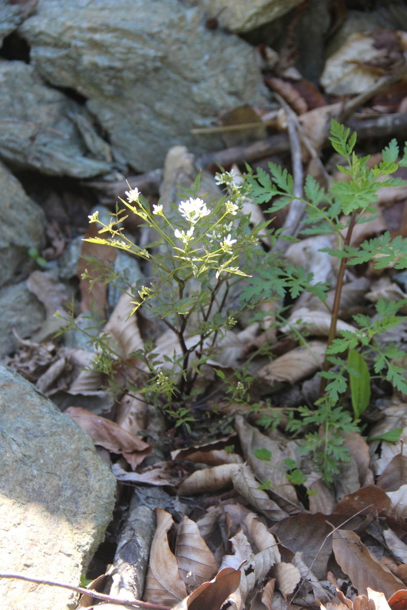 Cardamine pectinata photo 7