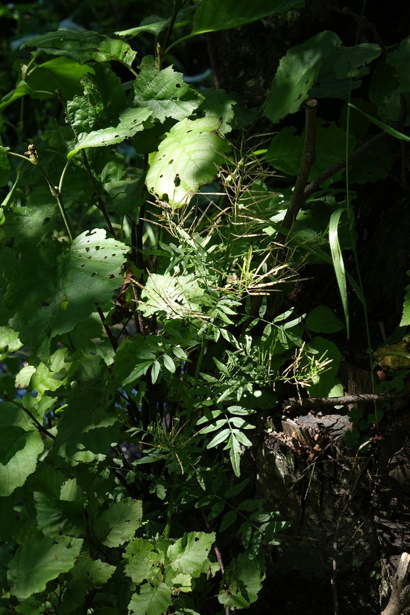 Cardamine pectinata photo 8